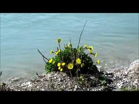 Dunja Knebl - Vu Dubravi