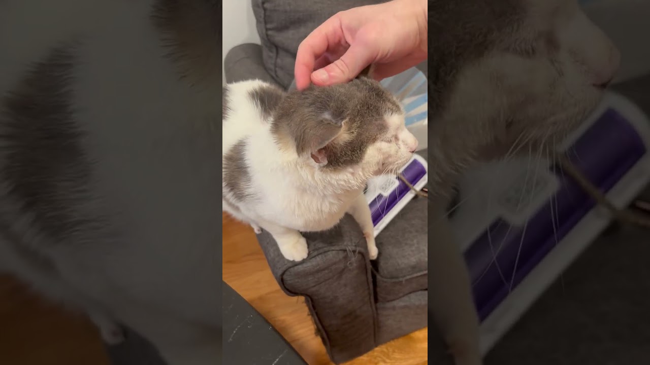Enlarge McFlurry, a Adoptable Domestic Short Hair in New York, NY video 6/6