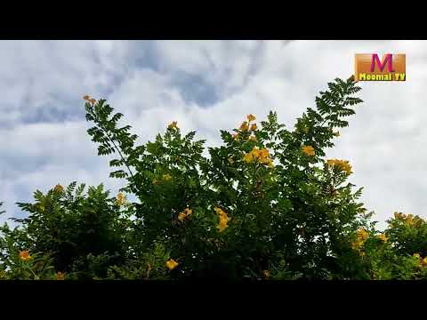 HOME GARDEN YELLOW FLOWERS MOON SOON 🌼 MOOMAL TV