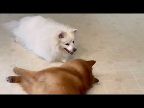 “Come on, play with me”! Finnish Spitz begs his American Eskimo sister to play. Funniest dog video.