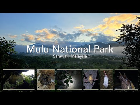 Mulu NP | Borneo, Malaysia