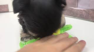 ハーフ犬の動画01