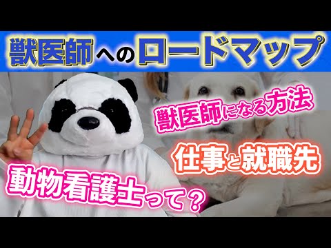 看護学科 獣医師になる方法【ロードマップ】