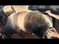 3 7 2023 Melapalayam Cow Market மேலப்பாளையம் மாட்டு சந்த