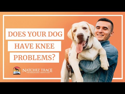 download lagu mp3 mp4 Do Dogs Have Knees, download lagu Do Dogs Have Knees gratis, unduh video klip Do Dogs Have Knees