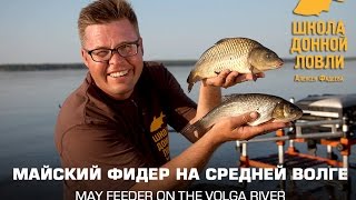 Сазан ранней весной на средней волге