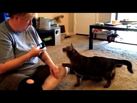 Can You Talk to Your Cat Using an App? - YouTube