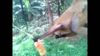 preview picture of video 'Mono araña comiendo helado / Spider Monkey eating ice cream'