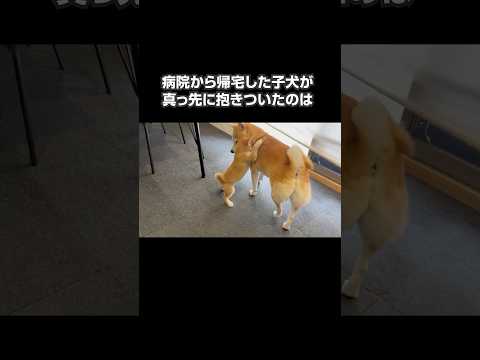 先住犬と子犬の絆が深まった感動の瞬間でした #柴犬 #shibainu
