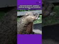 Interesting Facts About Groundhogs