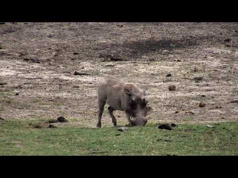 Djuma: Lone Warthog female - 08:54 - 11/21/18