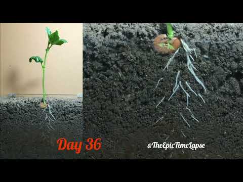 50 Days of Growth in just 1 minute / broad bean #timelapse