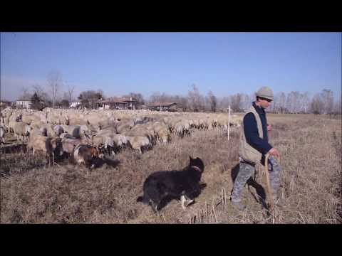 2020 Pastore Filippo Battaglia a Villa del Conte