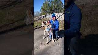 Video preview image #1 Great Dane-Unknown Mix Puppy For Sale in Columbus, IN, USA