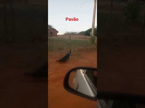 “Descubra o som misterioso do pavão” #minasgerais #birdwatching #avesdocerrado