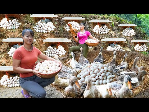 REWIND TIMELAPSE --180 Day Raise Ducks, Chicken & Harvest Ducks Eggs, Chicken Eggs/ Phương's Story