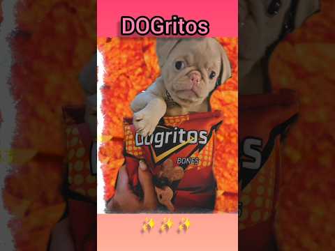 DOG+DORITOS=🍟🦴🐶#shorts #dog