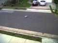 Margate Seagulls Fighting Over My Pizza Crust 3GP