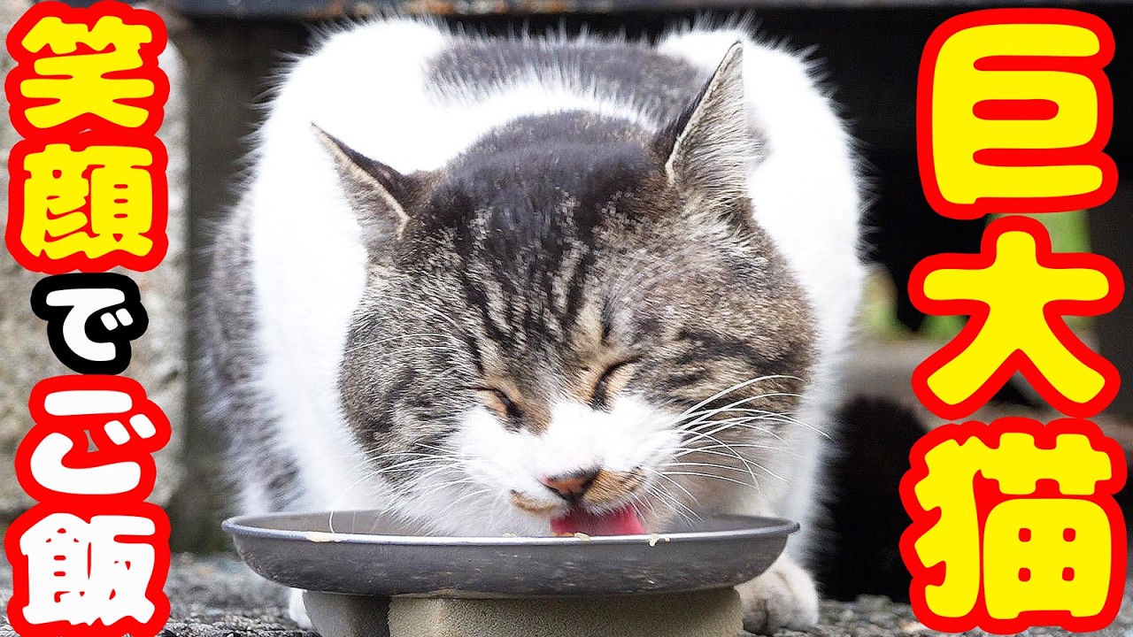 巨大な猫にご飯をあげると・・・ 地域猫ボランティアさん急逝後に火事エリア【視聴だけでも猫猫たちを助けることになります】支援者様 視聴者様 猫たちに神のご加護を！野良猫の感動猫動画