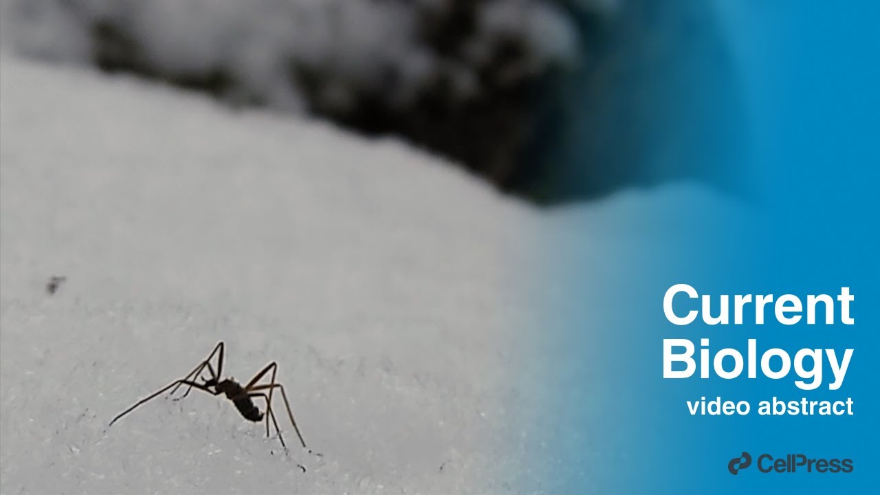 雪バエの脚の自切に関するCell Pressの解説動画