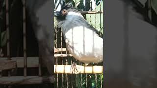 Download lagu kutilang betina memanggil jantan mp3