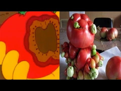 Los Simpsons Predicciones: Predicen tomates mutantes como los de Japón