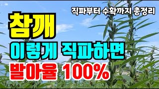 참깨심는시기와 방법, 참깨 실패없이 잘키우는방법, 참깨 질병부터 수확시기까지 미리알고 대처해서 수확해요,참깨…