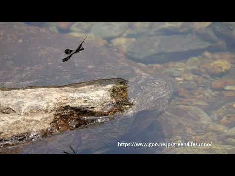 雲南省のハナダカトンボ　スローモーション