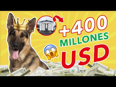 El Perro Millonario 💰 El Perro Más Rico del Mundo