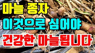 건강한 홍산마늘 만드는 방법 / 6월에만 볼 수 있는 홍삼마늘 도화 수확기 / 도아