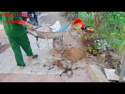 tháng tư âm lịch thay đất - thay chậu cho cây mai bình định - mai tết