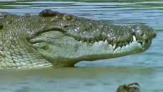 Crocodile vs. Lizard