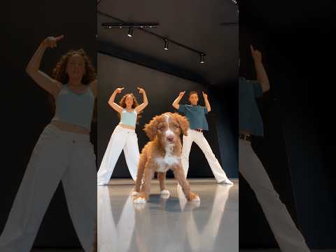 Puppy Dance Class! 😱🐶 #puppy #dance #viral