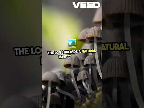 How to Grow Mushrooms Outdoors | Sustainable Log Cultivation Guide 🌳🍄#mushroom #farming