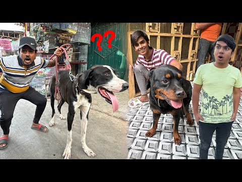 Rottweiler Dog Lein Ya Big Bully ? Samaj Nhi A Rha 😨