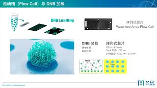 华大智造 DNBSEQ™测序技术原理