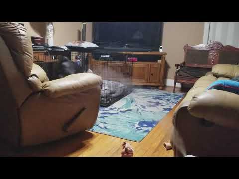 Black Pug (Chief) has an issue with a sumo wrestler - 2018-01-06