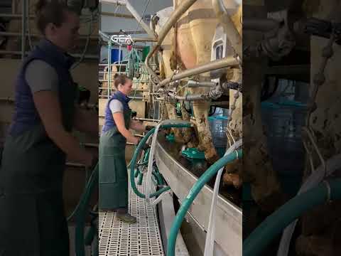 Milking smart and efficient with our new GEA DairyRotor T8600!! 🤩