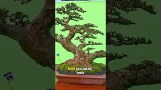 Download lagu Bonsai Serut Yang Lagi Viral mp3 Download lagu Bonsai Serut Yang Lagi Viral mp3