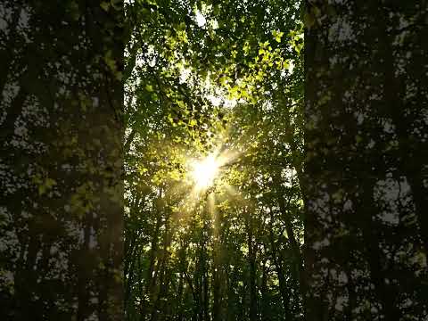 Forest Wind