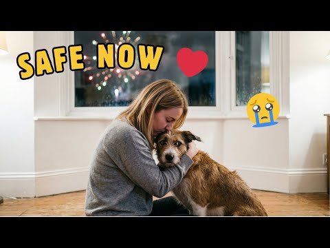 Owners Comforting Their Scared Pets During Fireworks 🥺
