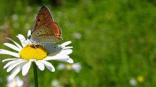 She's Just Like That - Joe Nichols