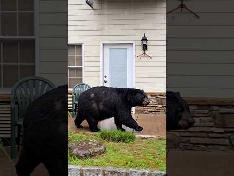 Face-to-face with a black bear in the Poconos, and it wonโt move! Till....