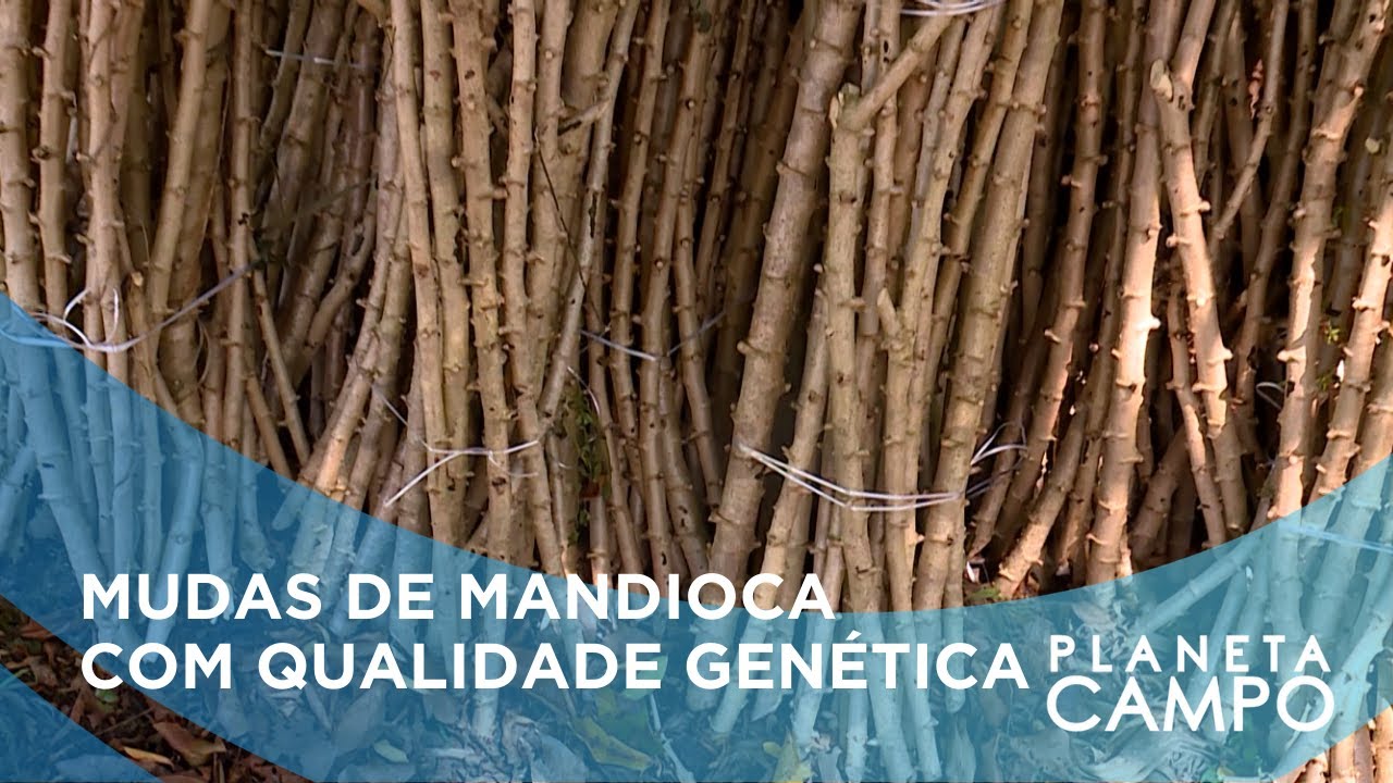 Manivas-semente tornam produção agrícola mais resistente a pragas e com maior capacidade de produção