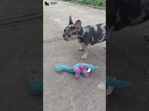 Video 5