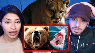 British Couple Reacts to 10 Most Dangerous Animals In The USA