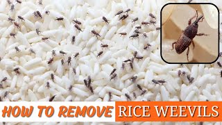 How To Get Rid Of Rice Weevils?? Easy & Quick Natural Solution
