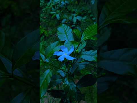 surah AL KAWTHAR 💟💚🥀 #surahkawthar #egzonibrahimi #nature #القزابري @egzonibrahimiofficial1977