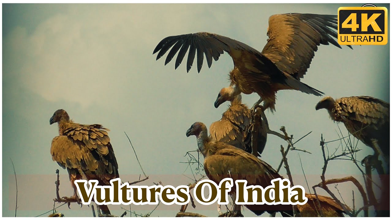 Giant Vultures Of India 