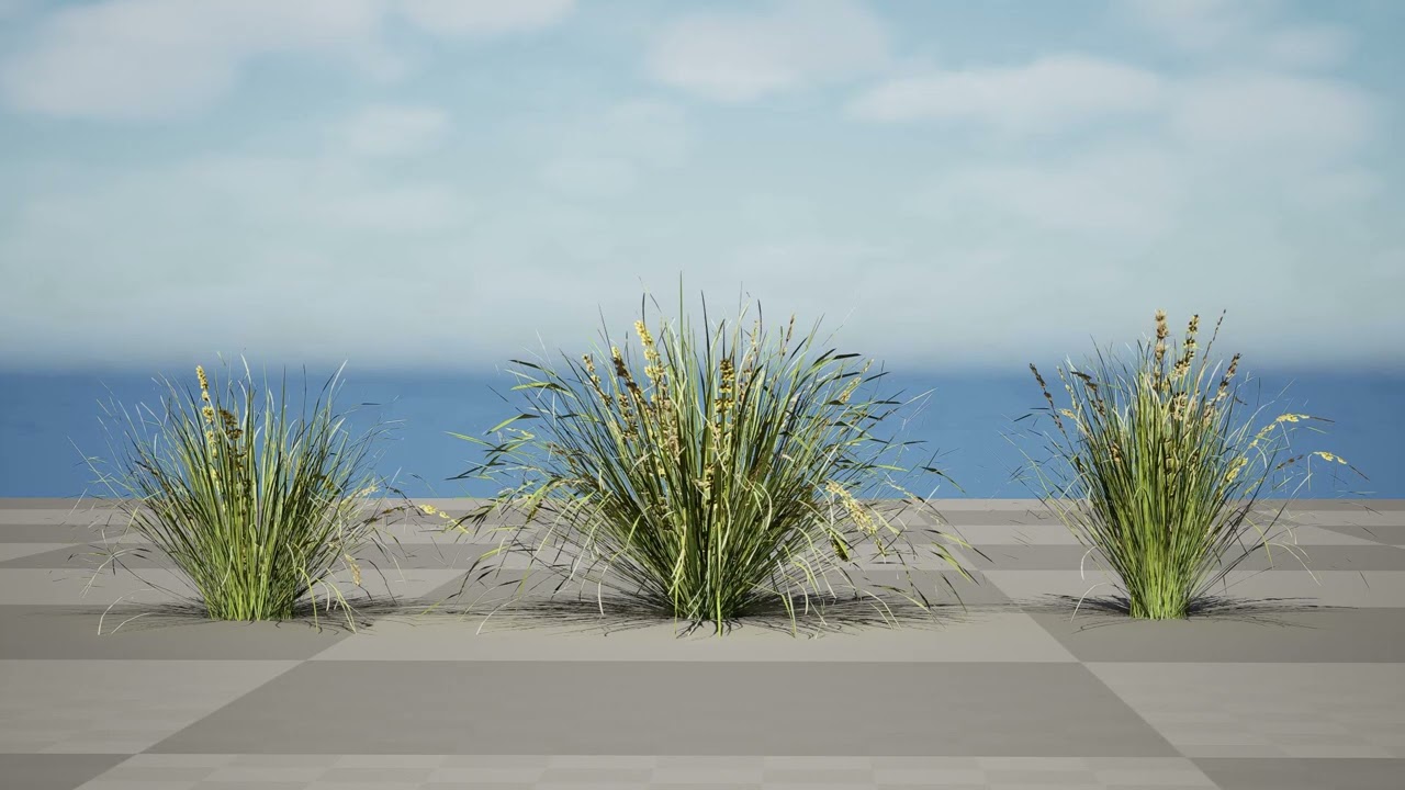 Australian Lomandra longifolia Pack 3D Model